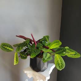 Potted plant with striped green leaves and burgundy undersides in a black container