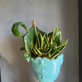 Snake plants and a cactus in a turquoise ceramic urn