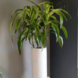 Potted dracaena plant in a tall white planter
