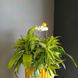 Potted green houseplants in a yellow container with a small cloud topper