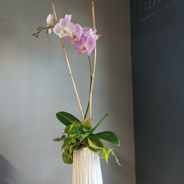 Pink orchids in a tall white vase with bamboo stakes