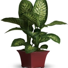 Potted green houseplant with variegated leaves in a red planter