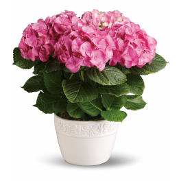 Potted pink hydrangea plant in a white ceramic pot