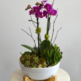 Purple orchids in a white bowl planter with succulents
