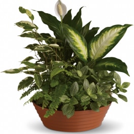 Mixed green houseplant garden with a single white bloom in a low brown planter