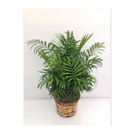 Potted palm plant in a woven basket