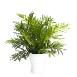 Green fern arrangement in a white vase