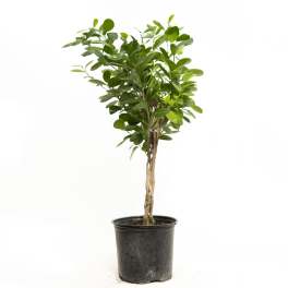 Potted green plant with a braided trunk in a black nursery pot
