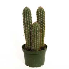 Potted cactus with three tall upright stems