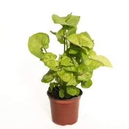 Potted green houseplant with broad arrow-shaped leaves