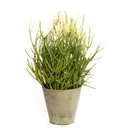 Potted green succulent-like plant in a tapered metal container