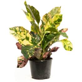 Potted croton plant with variegated yellow, green, and pink leaves