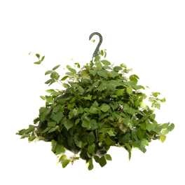 Hanging basket of dense green ivy with a metal hook