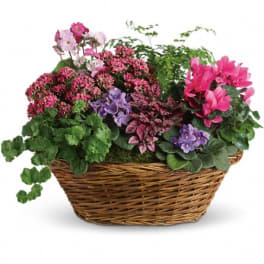 Mixed potted flowers in a wicker basket