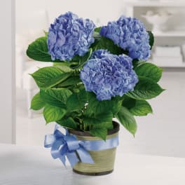 Potted blue hydrangea plant with a ribbon around the container