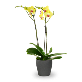 Yellow orchid plant in a gray pot