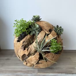 Succulent arrangement in a round driftwood planter