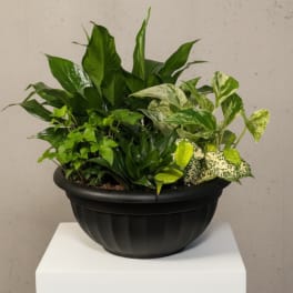 Dish Garden- Deluxe