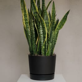 Potted Sansevieria