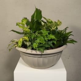 Dish Garden