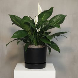 Container Peace Lily
