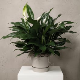 Small Peace Lily