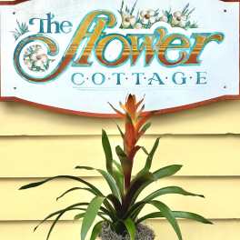 Potted bromeliad with orange-red bloom in a woven basket