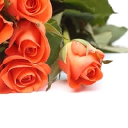 Orange roses with green foliage on a white background