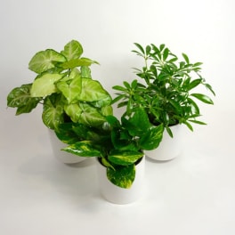 Three potted green houseplants in white containers