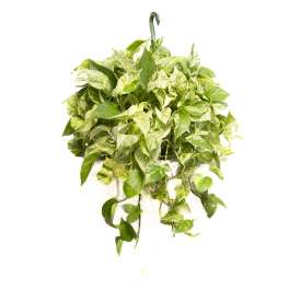 Trailing variegated pothos plant with dense green and cream leaves
