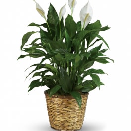Potted peace lily plant with white blooms in a woven basket