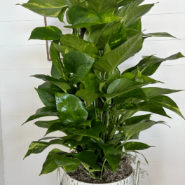 #30 Pothos