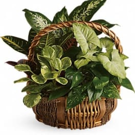 Basket of assorted green houseplants with a woven handle