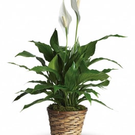 Potted peace lily plant in a woven basket planter