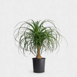 Ponytail Plant 6in