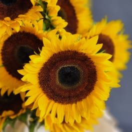 DIY Bulk Sunflowers