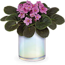 Potted African violet with pink flowers in an iridescent glass vase