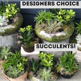 Assorted succulent planters in round containers with moss and stones.