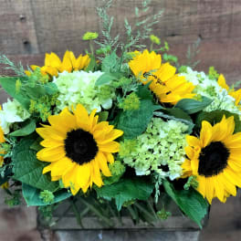 Summer Sunflowers