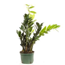 Potted green houseplant with glossy oval leaves