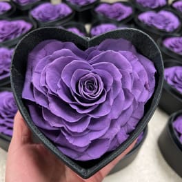 Purple rose in a black heart-shaped box