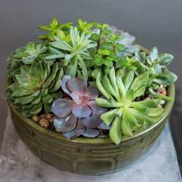 Legacy Succulent Garden