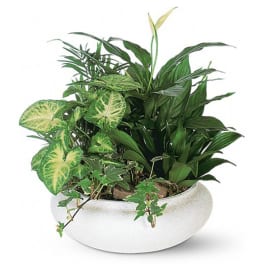 Mixed green houseplants in a white bowl planter