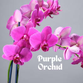 Purple orchid blooms on arching stems against a gray background