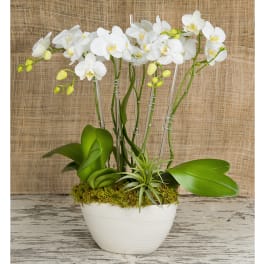 White orchids in a white bowl planter with moss and air plants