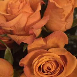Orange Crush