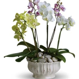 Potted orchids in white, green, and purple blooms in a ceramic bowl