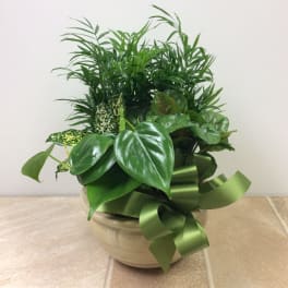 Ceramic Dish Garden, 8”