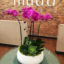 Purple orchids arranged in a white bowl with succulents