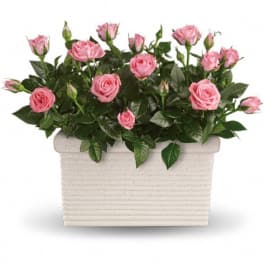 Pink roses arranged in a white rectangular planter